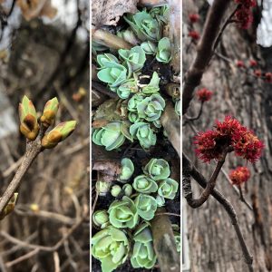 Close up images of three different tree buds